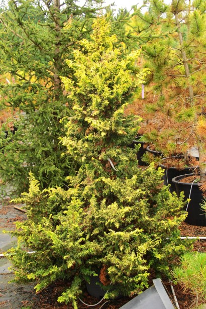 Кипарисовик Тетрагона Ауреа в садовому центрі.